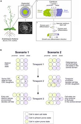 Cell Fate Decisions Within the Vascular Cambium–Initiating Wood and Bast Formation